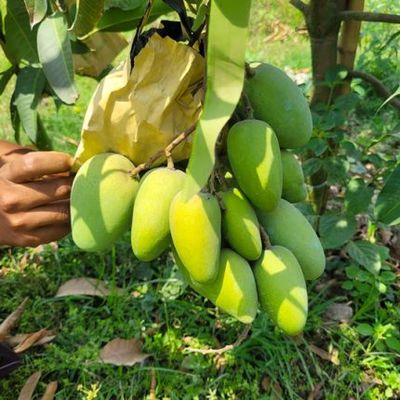 আম (কাটিমন-1kg) কার্বাইড মুক্ত_img_3