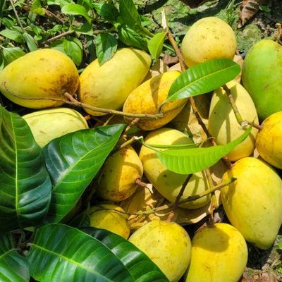 আম (কাটিমন-1kg) কার্বাইড মুক্ত_img_4