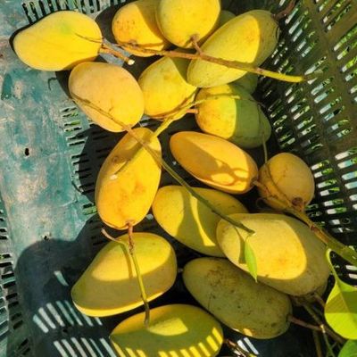 আম (কাটিমন-1kg) কার্বাইড মুক্ত_img_5