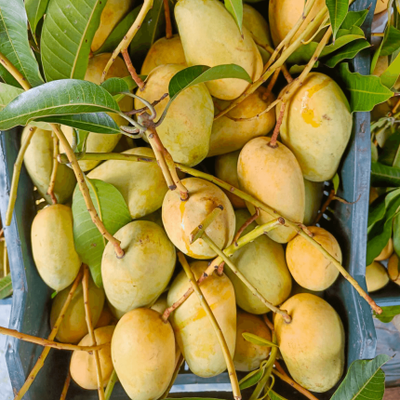 আম (কাটিমন-1kg) কার্বাইড মুক্ত_img_6