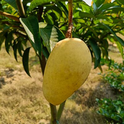 আম (কাটিমন-1kg) কার্বাইড মুক্ত_img_7