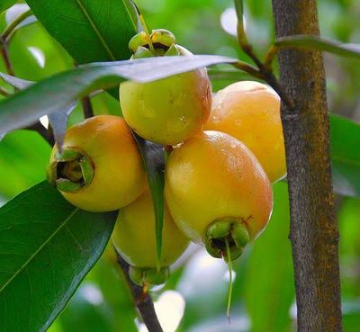 গোলাপজাম_img_2
