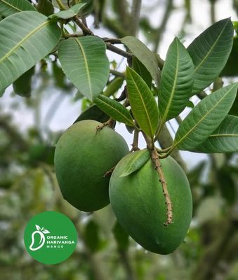 প্রিমিয়াম হাড়িভাঙ্গা আম- ১০ কেজি ক্যারেট- পয়েন্ট ডেলিভারি