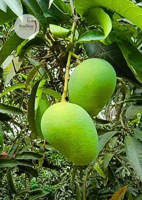 ১০ কেজি ||  রাজশাহীর গোপালভোগ আম_img_2