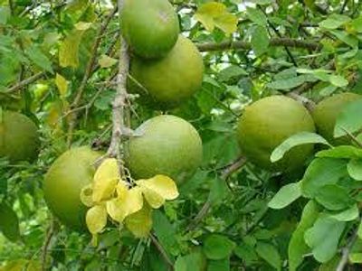 দেশি বেল_img_0