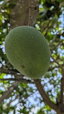 চাপাই নবাবগঞ্জের হিমসাগর আম (১০ কেজি)_img_3