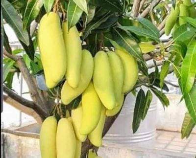 আম (ব্যানানা-1kg) ফরমালিন মুক্ত_img_1