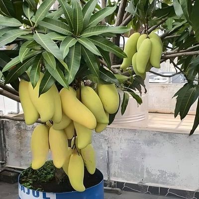 আম (ব্যানানা-1kg) ফরমালিন মুক্ত_img_2