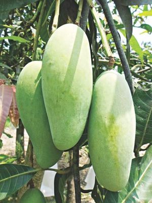 আম (ব্যানানা-1kg) ফরমালিন মুক্ত_img_3