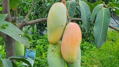 আম (ব্যানানা-1kg) ফরমালিন মুক্ত_img_4
