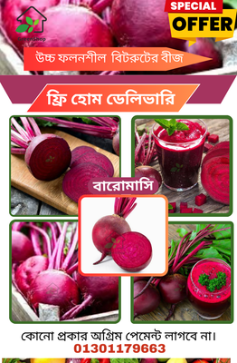 উচ্চ ফলনশীল জাতের বারো মাসি বিটরুটের বীজ_img_0