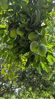 চাপাই নবাবগঞ্জের হিমসাগর আম (১০ কেজি)_img_0