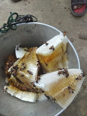 পাহাড়ি মধু_img_4