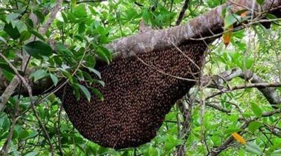 পাহাড়ি মধু_img_5