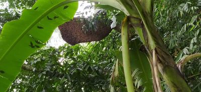 পাহাড়ি মধু_img_6