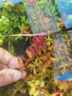 Rotala blood Red_img_1