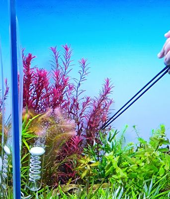 Rotala blood Red_img_0