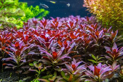 L.peruensis_img_0