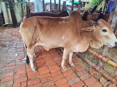 কোরবানির গরু ২ | দেশি ষাঁড়