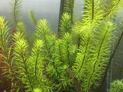 Rotala mexicana_img_0