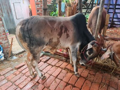 কোরবানির গরু ৫ | দেশাল ষাঁড়_img_1