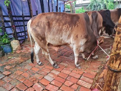 কোরবানির গরু ৬ | দেশাল ষাঁড়