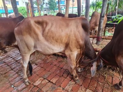 কোরবানির গরু ৭ | দেশাল ষাঁড়