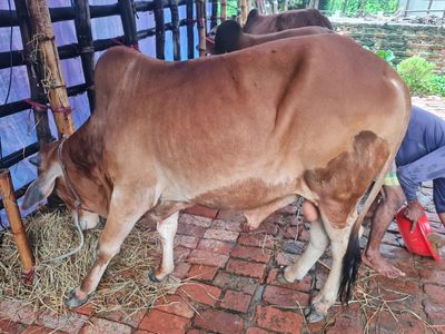 কোরবানির গরু ৮ | দেশাল ষাঁড়