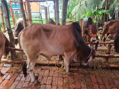 কোরবানির গরু ১২ | দেশাল ষাঁড়_img_1