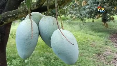 আর্শিনা আম