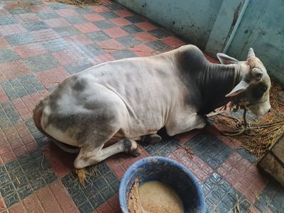 কোরবানির গরু ১৪ | দেশাল ষাঁড়_img_0