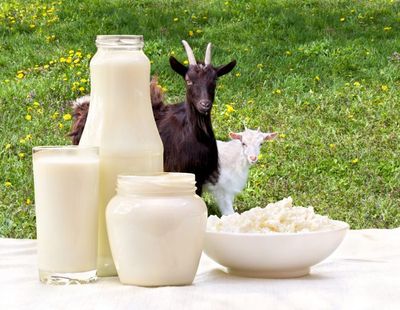 Fresh organic goat milk._img_1
