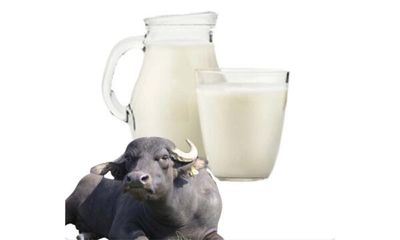 Fresh organic buffalo milk._img_2