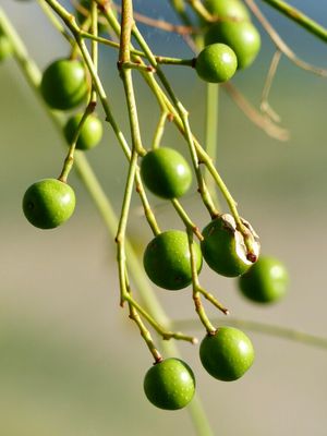 নিম তেল_img_3