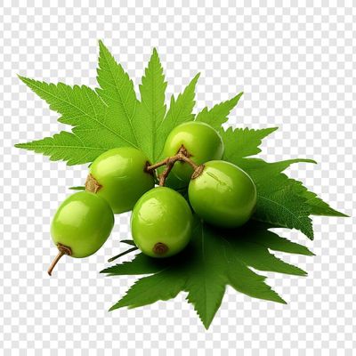 নিম তেল_img_1