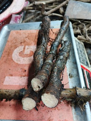 মোটা শিকড় চুই_img_1