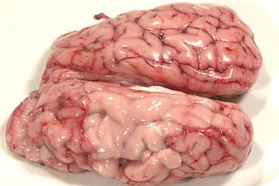 গরুর মগজ (Cow Brain) l Pre Order l_img_2