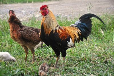পাহাড়ি বন মোরগ_img_0