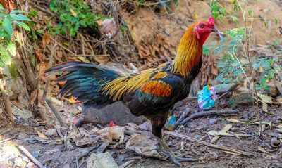পাহাড়ি বন মোরগ_img_1