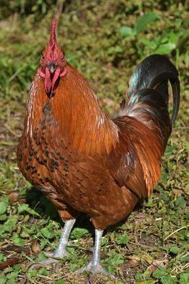 পাহাড়ি বন মোরগ_img_3