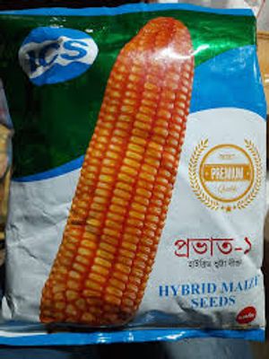 হাইব্রিড ভুট্টার বীজ প্রভাত -১ ( ৫৫ সেগমেন্ট ) । Hybrid corn seed Prabhat 1 or Povat 1 ( 55 segment )_img_0