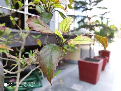 Redmi Note 7 Pro (6+128GB)_img_6
