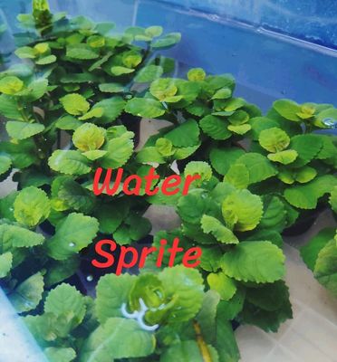 Difformis (9-10)_img_0