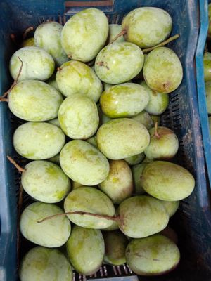 রাজশাহীর অর্গানিক ল্যাংড়া আম (Lengra Mango)_img_4