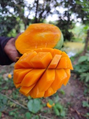 রাজশাহীর অর্গানিক ল্যাংড়া আম (Lengra Mango)_img_10