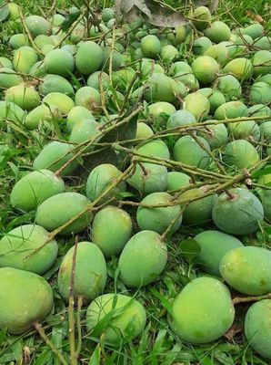 রাজশাহীর অর্গানিক ল্যাংড়া আম (Lengra Mango)_img_11