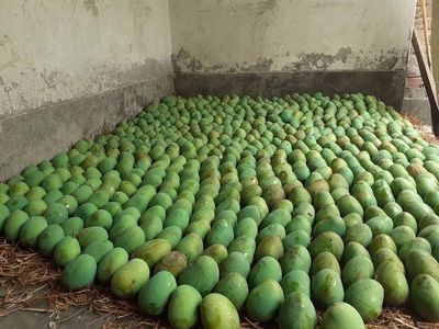 রাজশাহীর অর্গানিক ল্যাংড়া আম (Lengra Mango)_img_12
