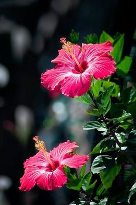পঞ্চমূখী জবা_img_0