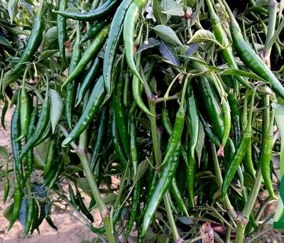 অত্যাধিক ফলন সম্পন্ন হাইব্রিড মরিচের বীজ ছাদ বাগানি অথবা বাগানিদের জন্য।_img_0