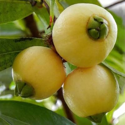 গোলাপজাম_img_1